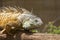 Close Up Of A Bearded Dragon