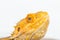 Close up of bearded dragon head isolated on white background. Pogona vitticeps. Reptile background