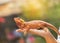 Close up bearded dragon Pogona Vitticeps australian lizard on hand