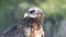 Close-up of a bearded vulture