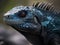 close up of beatiful blue iguana in the nature