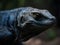 close up of beatiful iguana in the nature