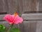 Close up beatiful pink hibiscus flower in blooming