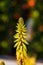 Close up of a beatiful yellow flower in a garden