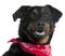 Close-up of Beauceron wearing red handkerchief