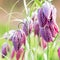 Close up of Beautifil Purple Fritillaria meleagris flowers