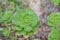 Close up of beautiful Aeonium simsii Sweet Stearn .Note: Shallow depth of field