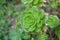 Close up of beautiful Aeonium simsii Sweet Stearn .Note: Shallow depth of field