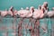 Close up of beautiful African flamingos that are standing in still water with reflection