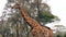 Close Up Of A Beautiful African Giraffe Walks On The Background Of Acacias