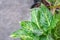 Close-up of beautiful aglaonema leaves