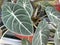 Close-up of a beautiful Alocasia houseplant with blurred background