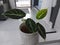 Close-up of a beautiful Alocasia houseplant with blurred background