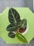 Close-up of a beautiful Alocasia houseplant with blurred background