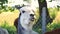 Close up on a beautiful alpaca is looking straight into the lens