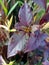 Close up of beautiful Alternanthera dentata in the morning