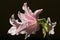 Close-up of a beautiful Amaryllis Belladonna flower