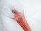 Close-up of Beautiful American White Ibis