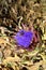 Close-up of a Beautiful Artichoke Blossom with a Wasp on it, Nature, Macro