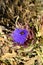 Close-up of a Beautiful Artichoke Blossom with a Wasp on it, Nature, Macro