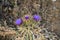 Close-up of Beautiful Artichoke Blossoms, Nature