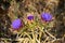 Close-up of Beautiful Artichoke Blossoms, Nature