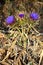 Close-up of Beautiful Artichoke Blossoms, Nature