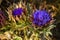 Close-up of Beautiful Artichoke Blossoms, Nature