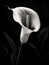 Close up of beautiful arum lily monochrome. Adorable beautiful calla lily flower.