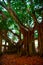 Close up of a beautiful banyan tree in Venice at sunset