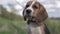 A close-up of a beautiful beagle puppy on a walk in the park in the spring