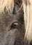 Close up beautiful big bright dark eye of icelandic horse with with eyelashes and blond mane.