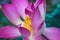 Close up beautiful big fresh exotic lotus water lily flower with yellow stamens on dark green leaves. Fine art minimal