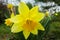 Close-up of beautiful big yellow narcissus flower in spring garden. Narcissus daffodil flower. Picture from live nature