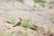 Close up, beautiful bird, African Hoopoe, Upupa epops africana on the ground with erected crest, looking for worms. African Hoopoe