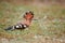 Close up, beautiful bird, African Hoopoe, Upupa epops africana on the ground with erected crest, looking for worms. African Hoopoe