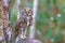 Close up beautiful bird Asian Barred Owlet standing on branch