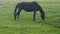 Close-up of a beautiful black mare eating grass in the mountains in a pasture. Free grazing in summer in the mountains.