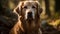 Close up beautiful blonde golden retriever dog explore walking and standing in the woods, nature background