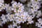 Close up beautiful blooming Arabis caucasica