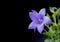 Close-up of beautiful blooming Balloon flower, Platycodon grandiflorus