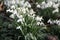 Close up of beautiful blooming Galanthus snowdrops