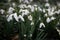Close up of beautiful blooming Galanthus snowdrops in a clump