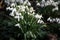Close up of beautiful blooming Galanthus snowdrops in a clump