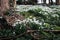 Close up of beautiful blooming Galanthus snowdrops in clumps on a woodland floor