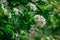 Close up beautiful blooming hawthorn tree branches