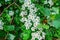 Close up beautiful blooming hawthorn tree branches with white flowers