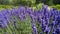 Close-up beautiful blooming lavender flowers sway in the wind. Honeybee working on lavender flowers.