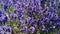 Close-up beautiful blooming lavender flowers sway in the wind. Honeybee working on lavender flowers.