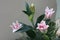 Close-up of beautiful blooming pink lilies, beautiful flower arrangements, selectable focus.